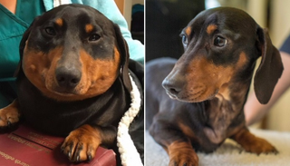 مرض نادر يحول كلبا ألمانيا لكلب وينر