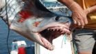 دم القرش.. أمل جديد لمرضى السرطان