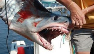 دم القرش أمل جديد لمرضى السرطان