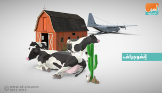 قطر تخسر الملايين في صفقات أبقار فاشلة