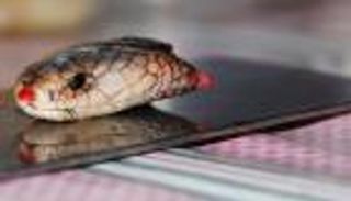 رأس ثعبان مقطوع يلدغ أمريكيا ويصيبه بعمى مؤقت