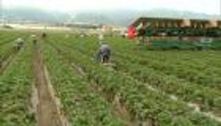 الحرارة قد تخفض محصول الخضراوات العالمي بحلول 2050