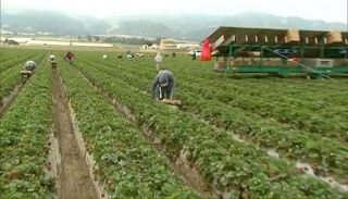 دراسة تتوقع انخفاض محاصيل الخضراوات العالمي بحلول عام 2050