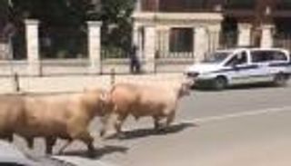 بالفيديو.. ثيران هاربة من المذبح تتجول في العاصمة الجزائرية