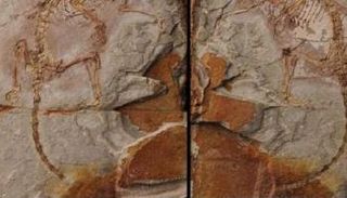 اكتشاف حفريات حيوان ثديي عمره 126 مليون عام بالصين