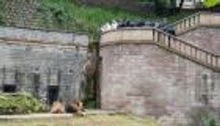 جولة للشيخ محمد بن زايد في حديقة قصر جوبلي الإثيوبي