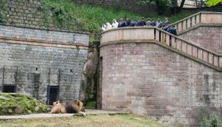 جولة للشيخ محمد بن زايد آل نهيان في حديقة قصر جوبلي الإثيوبي