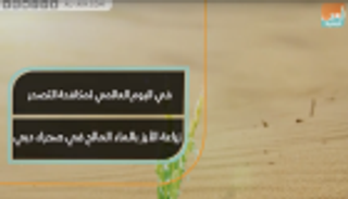 زراعة الأرز بالماء المالح في صحراء دبي