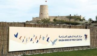 مركز كلباء للطيور الجارحة - أرشيفية