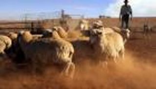 صندوق قطر السيادي يخسر الملايين في قطاع الثروة الحيوانية بأستراليا