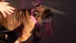 بالصور.. "سجا سجا" تحصل على لقب أقبح كلب