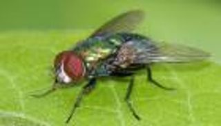 فصيلة الدم ورائحة الفم.. عوامل تجذب الذباب للشخص النظيف