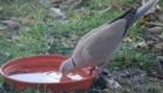 بلدية العين تطلق مبادرة "سقيا طير"