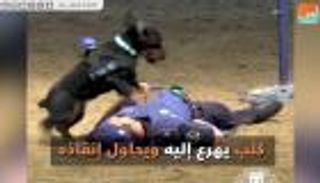 كلب يسعف شرطيا في مدريد