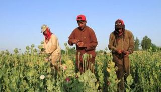 حصاد نبات الأفيون - أرشيفية