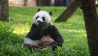 فحوصات لباندا عملاقة للتأكد من حملها