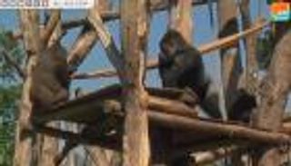 غوريلا حديقة لندن تواجه الحر بالمثلجات