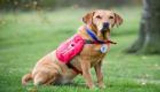 كلاب مدربة لإنقاذ مرضى السكري من الغيبوبة