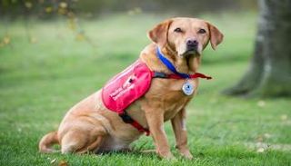 كلاب مدربة على مساعدة مرضى السكري