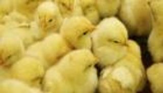 مصر.. إعدام شحنة كتاكيت أمريكية بمطار القاهرة