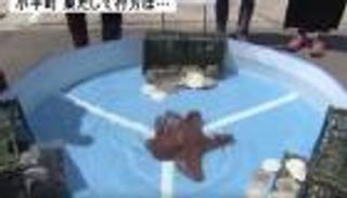 صياد ياباني يُنهي حياة أخطبوط تنبأ بنتائج مباريات منتخب بلاده