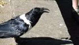 بالفيديو.. غراب ناطق يحيي السياح بلهجة بريطانية محلية