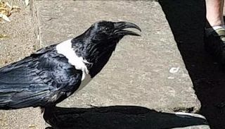 الغراب استقبل السياح بعبارات ترحيب