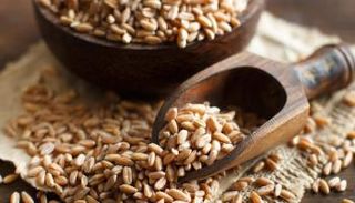 الشعير يساعد على الحماية من الأمراض الخاصة بالمناعة