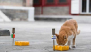 نفوق "القط المعجزة" بمضاعفات مرض القلب بعد 6 تنبؤات ناجحة بكأس العالم