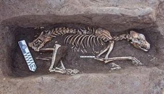 هيكل عظمي لكلب صيد من فصيلة "السلوقية" يعود لعصر ما قبل الأسرات