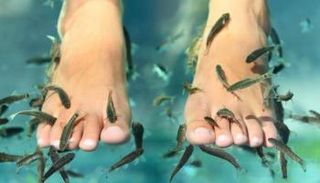 "باديكير السمك" يتم بوضع القدم في حوض من الأسماك الصغيرة