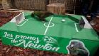 بالصور.. ببغاء يتوقع نتيجة مباراة فرنسا وأوروجواي في كأس العالم