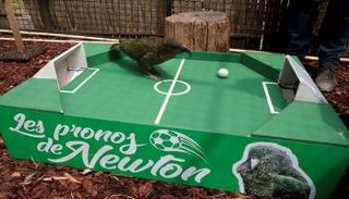 الببغاء "نيوتن" يتوقع نتيجة مباراة فرنسا وأوروجواي 