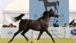 بالصور.. منافسة قوية ببطولة عكاظ لجمال الخيل العربية الأصيلة