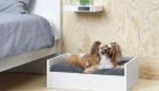 كلب ينقذ إيطالية من غيبوبة استمرت 5 أشهر