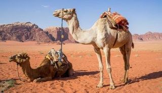 تكنولوجيا جديدة وأمل جديد في زراعة الصحراء