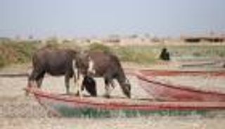 نفوق عشرات من الجواميس بعد انخفاض المياه في الأهوار العراقية 