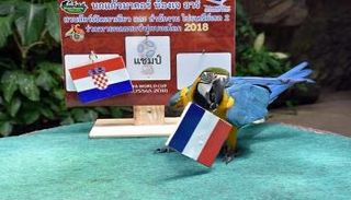 الببغاء نيوتن       