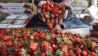 وفد إماراتي يبحث في القاهرة زيادة التعاون الزراعي