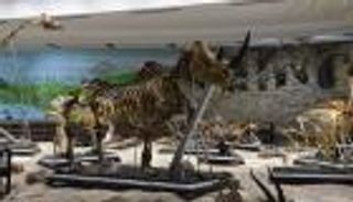 المتحف الحيواني بالقاهرة.. تجربة لا تنسى مع محنطات نادرة ومنقرضة