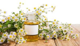 زيت البابونج يكافح السرطان وأمراض القلب