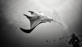 عالم من الجمال تحت الماء بعيون المكسيكي أنور فلوريك