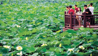 المهرجان يحتفي بزهرة اللوتس وزنابق الماء