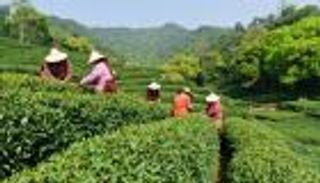 "علي بابا" الصينية تساعد المزارعين بتطبيقات ذكية