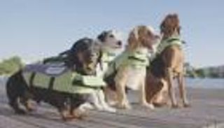 لمواجهة حر الصيف.. مهرجان سباحة للحيوانات في بريطانيا 