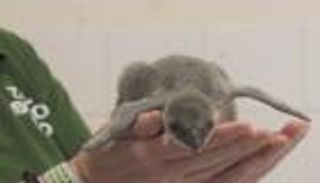 بعد إنقاذه.. حضّانة خاصة ودروس لتعليم السباحة في انتظار صغير بطريق