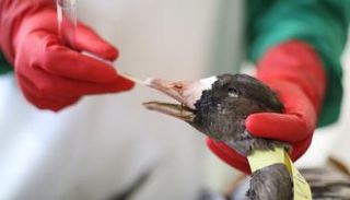 البط من الطيور الحاضنة للمرض ولا تبدو عليه أعراض الإصابة