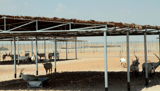 مركز الدليجة لإدارة الحياة البرية بأبوظبي