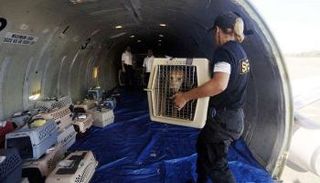 مقصورة الحيوانات في الطائرة