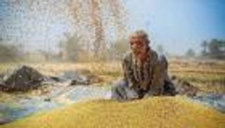 مصر.. مناقصة لشراء كمية غير محددة من القمح